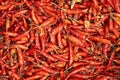 Dried red hot chili peppers background Royalty Free Stock Photo