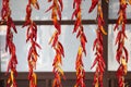 Dried red hot chili peppers at Japanese old village Uchiko town in Ehime, Shikoku, Japan