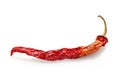 Dried red hot chilli pepper Royalty Free Stock Photo