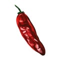 Dried red hot pepper, chilli cayenne pepper, spicy vegetable, isolated, hand drawn watercolor illustration on white