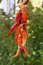 Dried Red Hot Peppers Suspended on a Rope