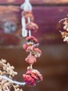 dried red mushrooms on a string in a folk household and some other herbs and spices, hanging from the ceiling in the shade Royalty Free Stock Photo