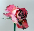 Dried red rose Royalty Free Stock Photo