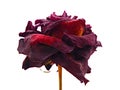 Dried red rose Royalty Free Stock Photo