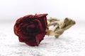 Dried Red Rose