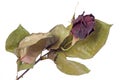 Dried red rose bud Royalty Free Stock Photo