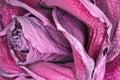 Dried red rose Bud as background close up Royalty Free Stock Photo