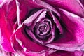 Dried red rose Bud as background close up Royalty Free Stock Photo