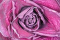 Dried red rose Bud as background close up Royalty Free Stock Photo