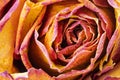 Dried red rose bud as background Royalty Free Stock Photo