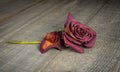 A dried red rose bud on the background of an old wooden board Royalty Free Stock Photo