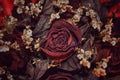 dried red rose flower Royalty Free Stock Photo