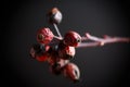 Dried red rose hips Royalty Free Stock Photo