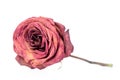 Dried red rose isolated on white background, concept of sad love