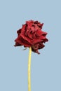 Dried red rose on a light blue background. Closeup Royalty Free Stock Photo