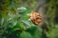 Dried red rose on nature background. Dried dead flowers red rose