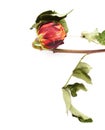 Dried red rose over the white isolated background Royalty Free Stock Photo