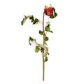 Dried red rose over the white isolated background Royalty Free Stock Photo