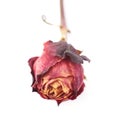 Dried red rose over the white isolated background Royalty Free Stock Photo