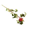 Dried red rose over the white isolated background Royalty Free Stock Photo