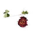 Dried red rose over the white isolated background Royalty Free Stock Photo