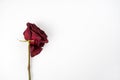Dried red rose on white background. Sadness, broken heart concept. Royalty Free Stock Photo