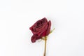 Dried red rose on white background. Sadness, broken heart concept. Royalty Free Stock Photo