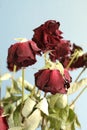 Dried red roses on a light blue background. Closeup Royalty Free Stock Photo