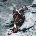 Dried red seaweed resting on the teal grey rock