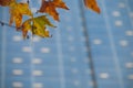 Dried red yellow maple leaves with blurred background of office buildings Royalty Free Stock Photo