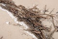 Dried reed stems on sand beach Royalty Free Stock Photo