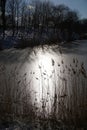 Dried reeds on frozen lake shore in winter Royalty Free Stock Photo