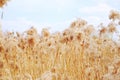 Dried reeds, grass Royalty Free Stock Photo