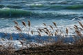 Dried reeds on the shore with blurred waves background Royalty Free Stock Photo