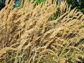 Dried reeds in summertime