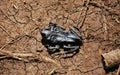 Dead, mummified frog on cracked earth, Kauai, Hawaii