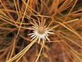 Close up of dry wildflower