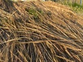 Dried rice straws on the side of paddy field after harvest season. Royalty Free Stock Photo