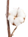 Dried ripe boll of cotton plant on branch isolated Royalty Free Stock Photo
