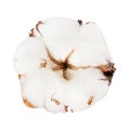 Dried ripe boll of cotton plant isolated Royalty Free Stock Photo