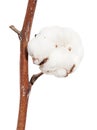 Dried ripe boll of cotton plant on twig isolated Royalty Free Stock Photo