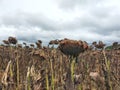 Dried ripe sunflower on a sunflower field in anticipation of the harvest, field crops and beautiful sky. Royalty Free Stock Photo