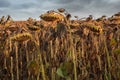 dried ripe sunflower field awaiting harvest. Field agricultural crops and sky