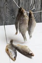 Dried river fish hangs on a rope. There is a battering roach nearby Royalty Free Stock Photo
