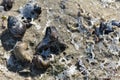 dried river foam on shells lying on the sand Royalty Free Stock Photo