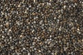 Dried Robusta Coffee Bean Cherry with greenhouse solar drying system. Dry with Natural Process Royalty Free Stock Photo