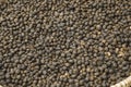 Dried Robusta Coffee Bean Cherry with greenhouse solar drying system. Dry with Natural Process Royalty Free Stock Photo