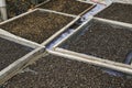 Dried Robusta Coffee Bean Cherry with greenhouse solar drying system. Dry with Natural Process Royalty Free Stock Photo