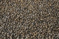 Dried Robusta Coffee Bean Cherry with greenhouse solar drying system. Dry with Natural Process Royalty Free Stock Photo