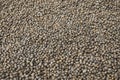 Dried Robusta Coffee Bean Cherry with greenhouse solar drying system. Dry with Natural Process Royalty Free Stock Photo